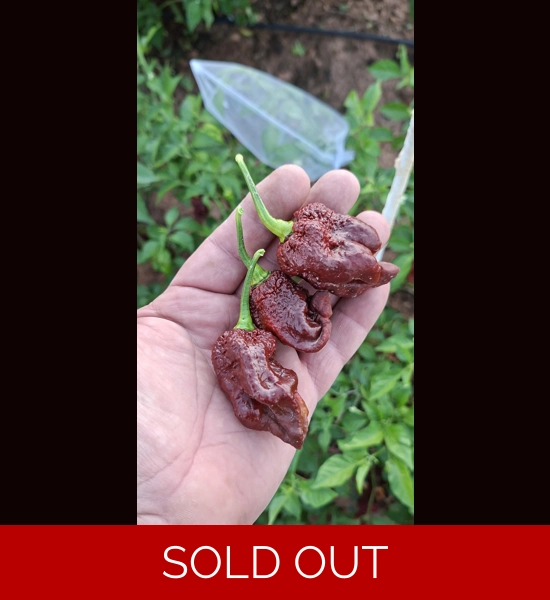 ghost yaki scorpion douglah choco (f5) -> (F6) 10+ SEEDS